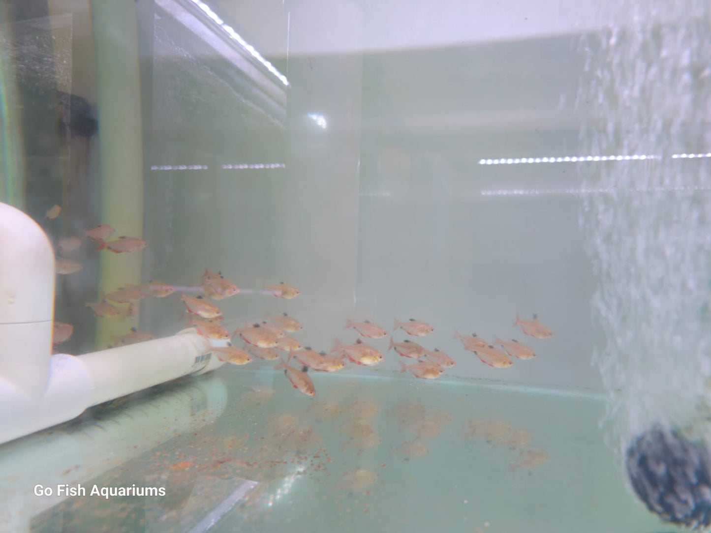 Shop tetra fish online, great prices.