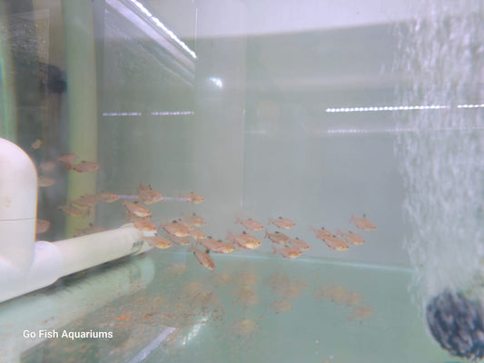 Shop tetra fish online, great prices.