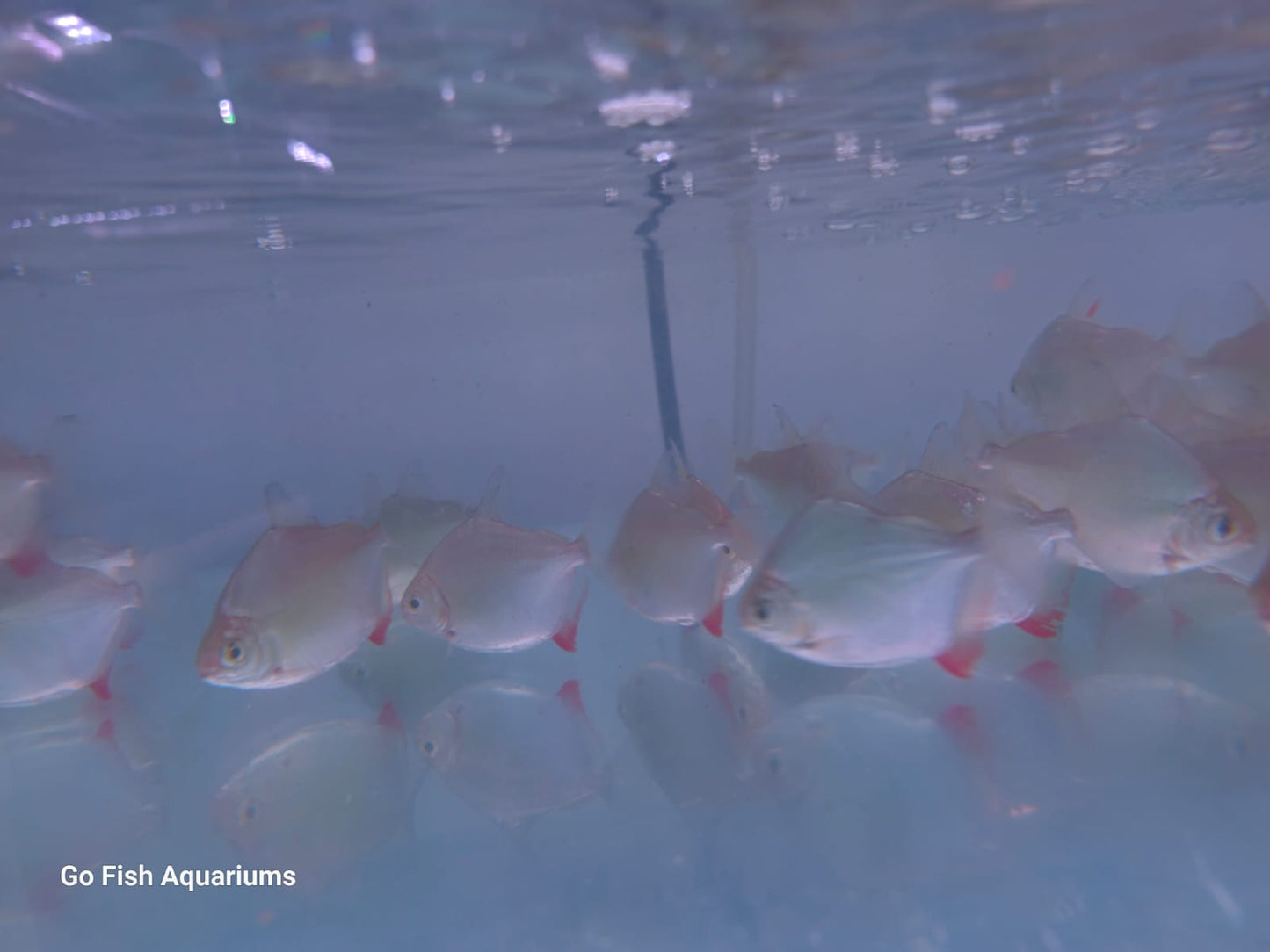 Best fish for sale in Australia.