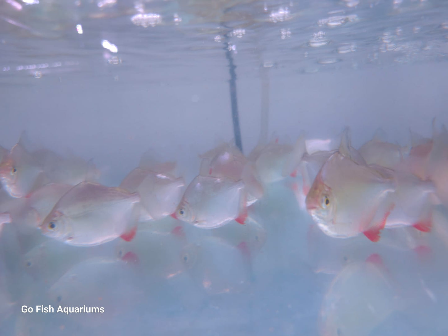 Buy fish for sale in Australia.
