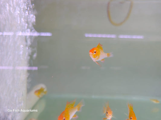 Barbs fish - explore our range.