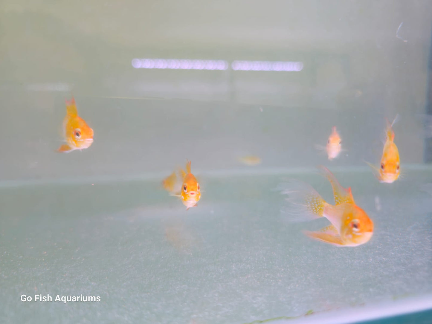 Quality Barbs fish for sale.