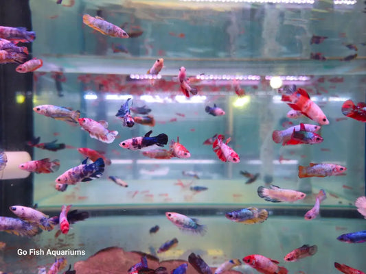 Affordable fish aquarium stores in town.