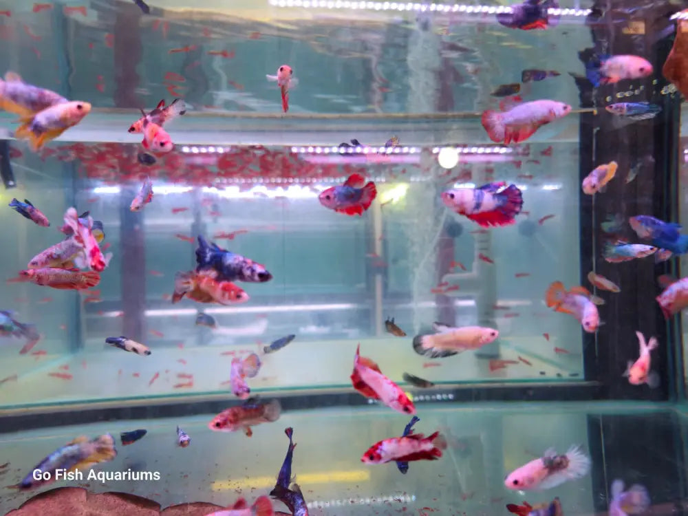 Go Fish guarantees customer satisfaction.