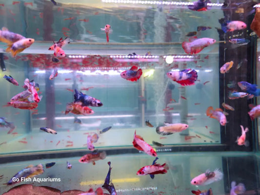 Go Fish guarantees customer satisfaction.