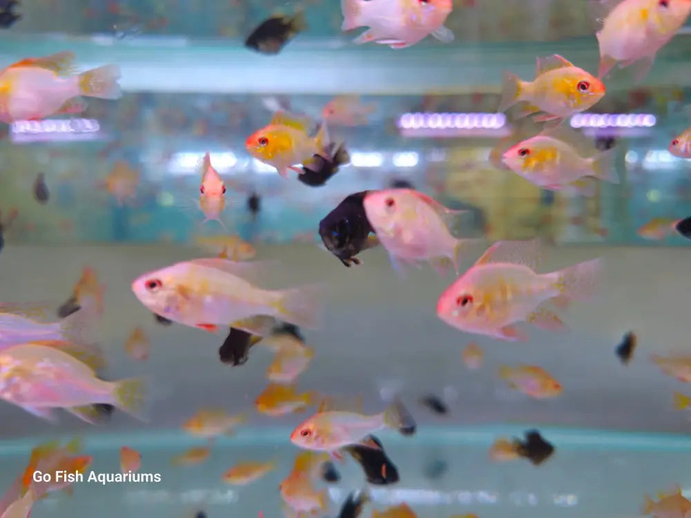 Go Fish offers premium aquarium fish.