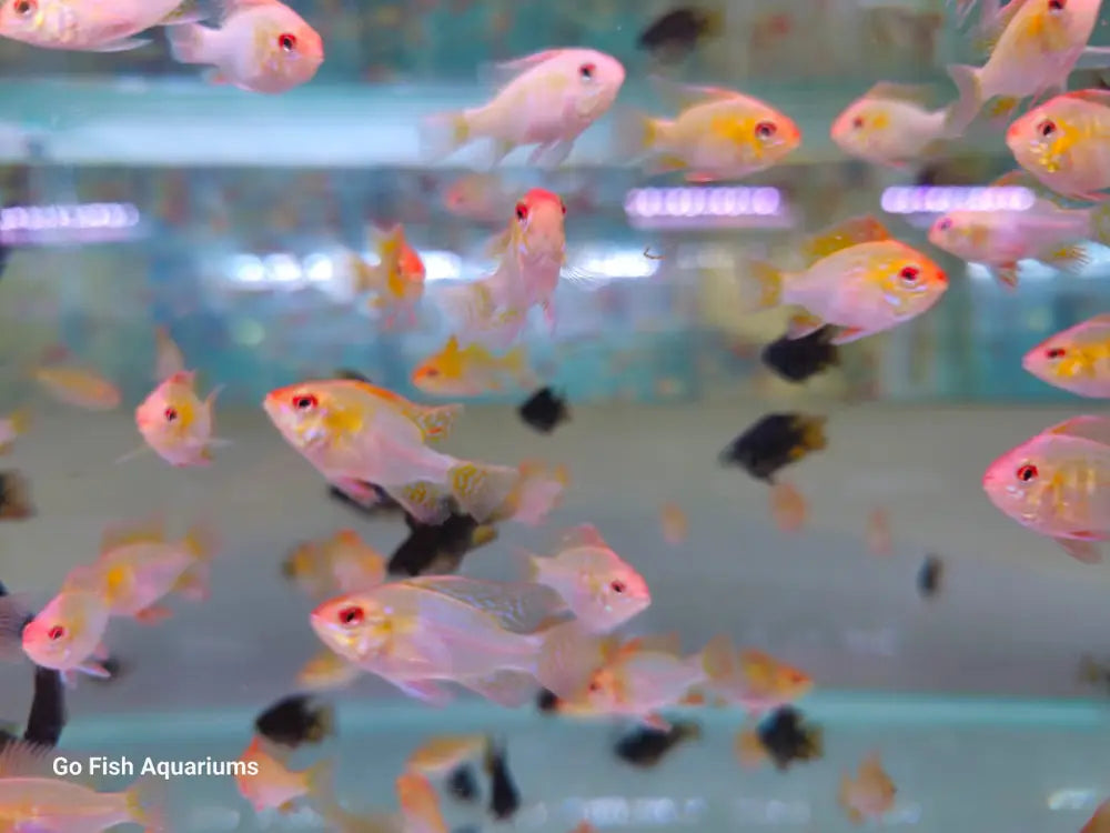 Choose Go Fish for tropical varieties.
