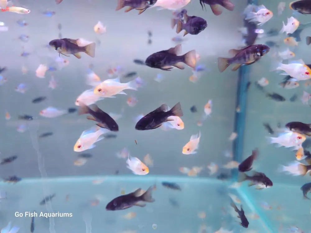 Choose Go Fish for aquarium essentials.