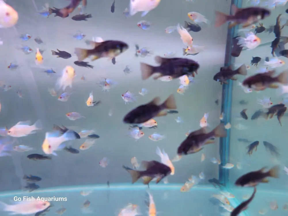 Go Fish ensures healthy, vibrant fish.