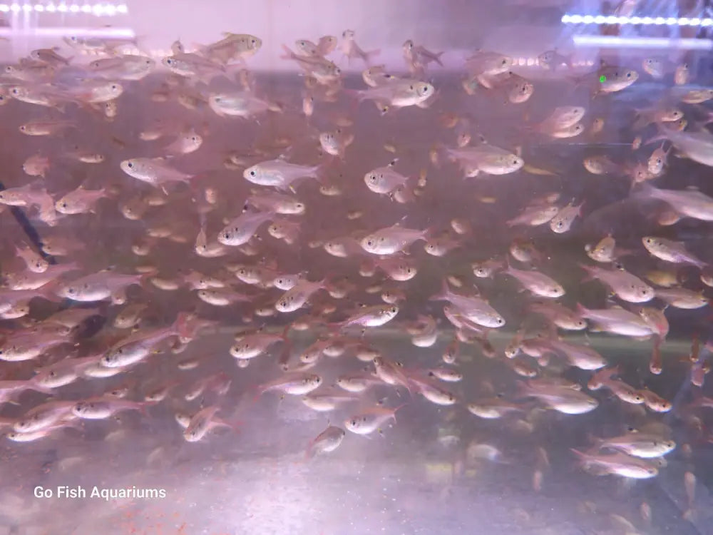 Fish aquarium stores for all needs.