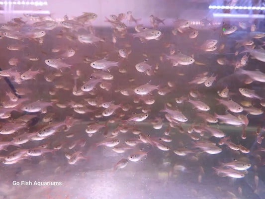 Fish aquarium stores for all needs.