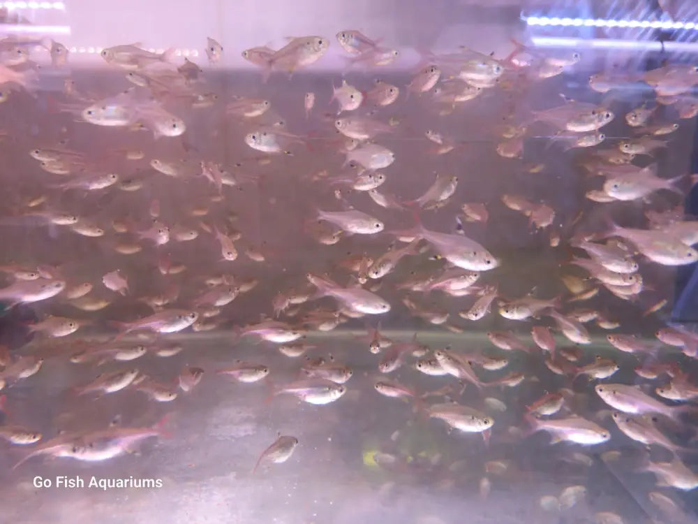 Well-stocked fish aquarium stores nearby.