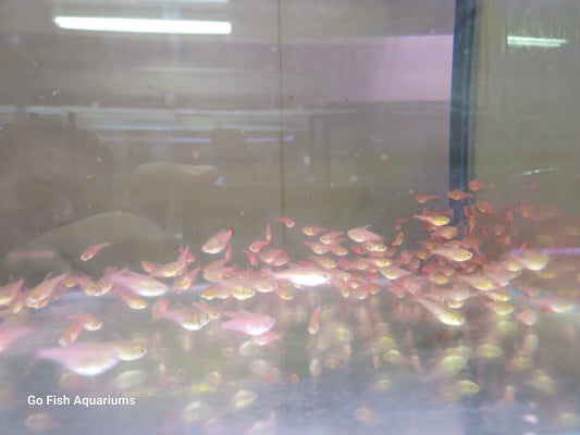 Fantail goldfish, vibrant and elegant swimmers.