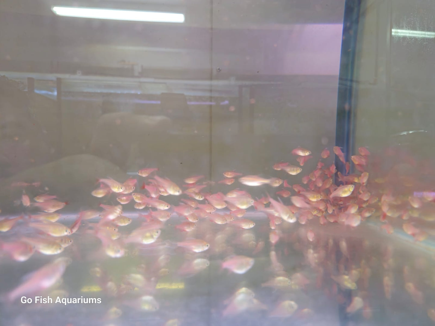 Affordable fantail goldfish in Australia.