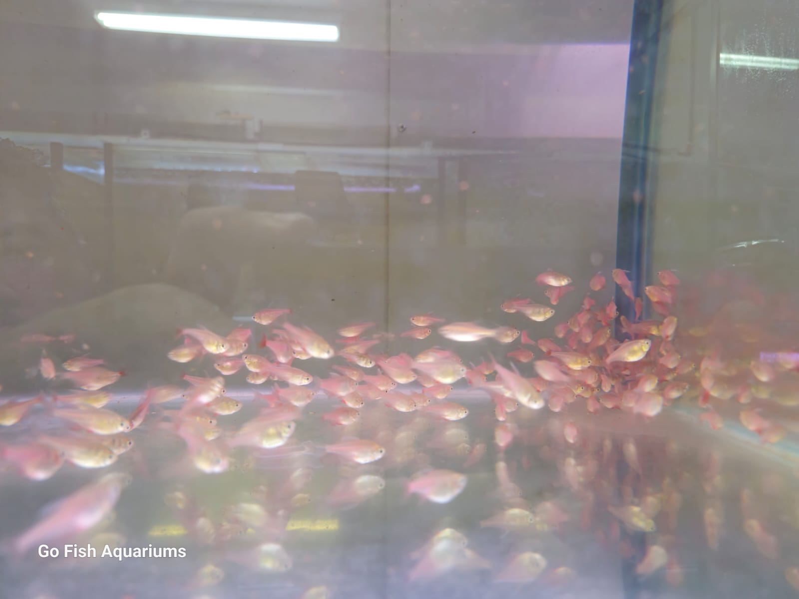 Affordable fantail goldfish in Australia.