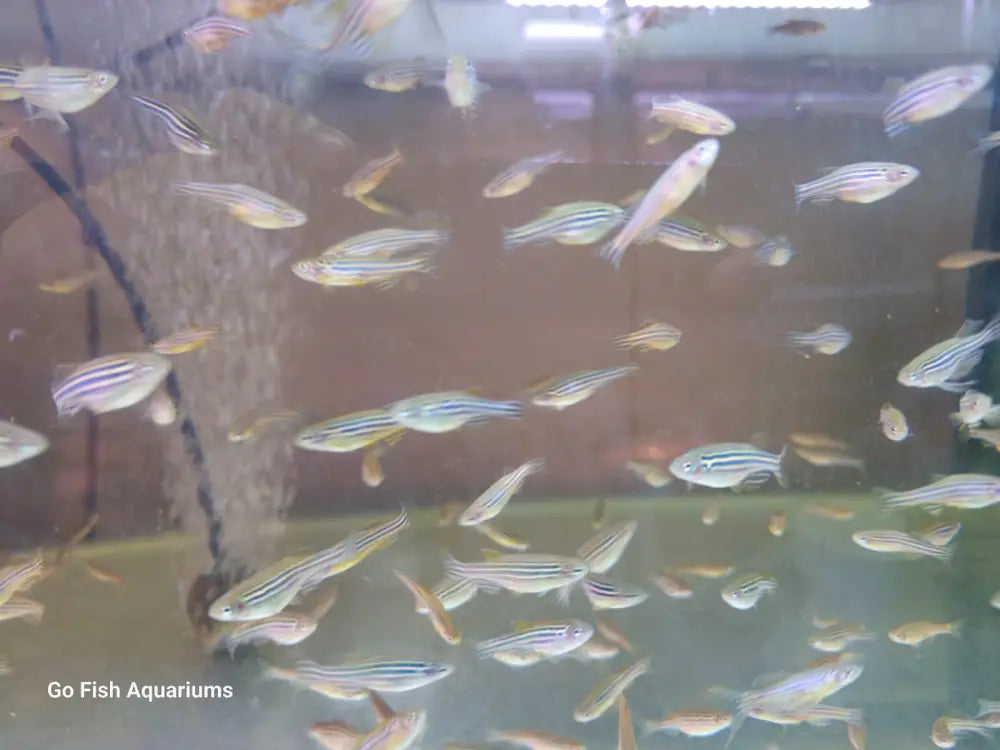 Comprehensive fish aquarium stores collection.