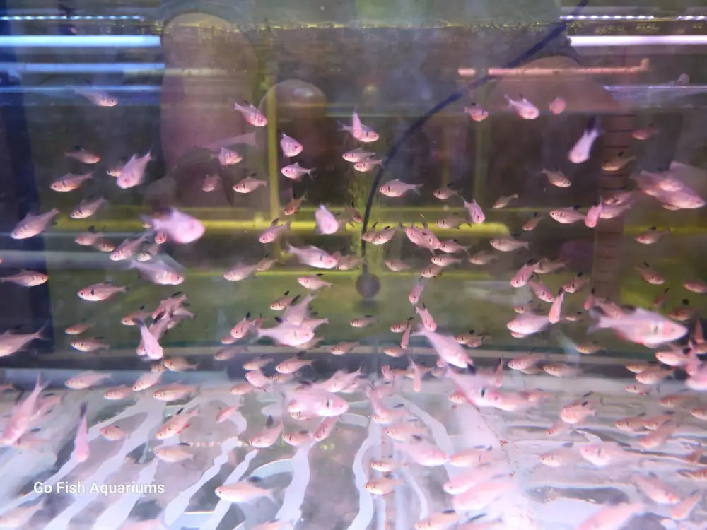 Best fish aquarium stores in Australia.