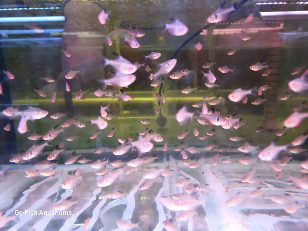 Black Phantom Fish second