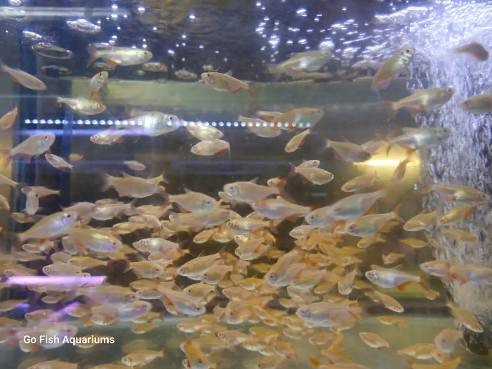 Fish aquarium stores with professional services.