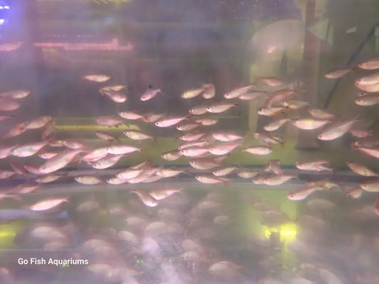 Experienced fish aquarium stores staff.