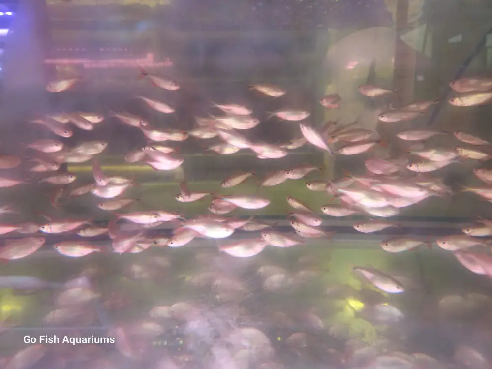 Experienced fish aquarium stores staff.