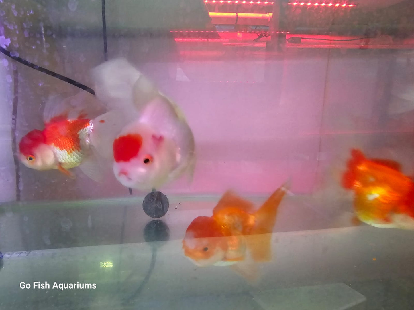 Freshwater fish for beginner aquarists.