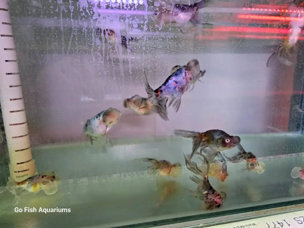 Bubble Eye Mix Fish