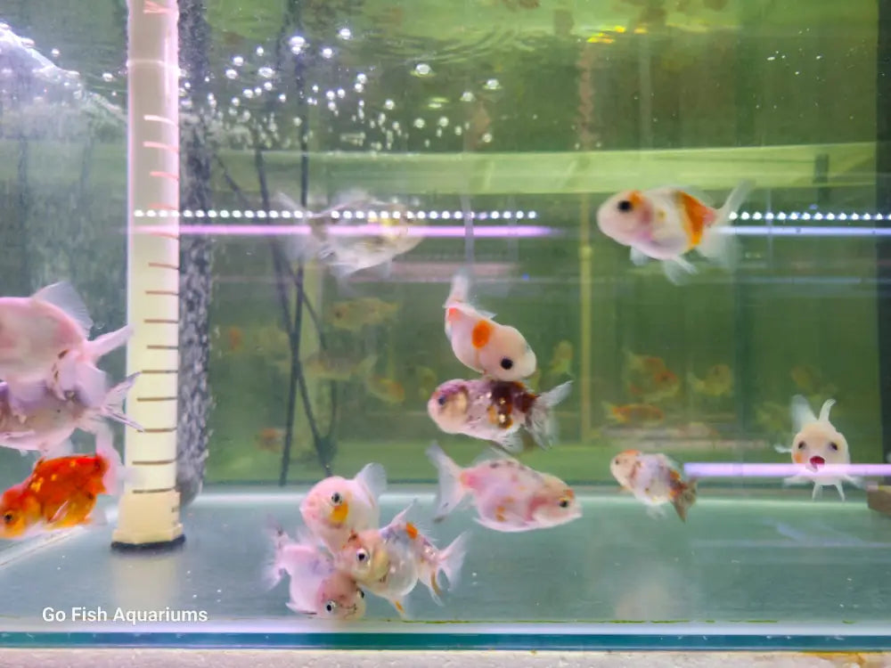 Fish aquarium stores for every budget.