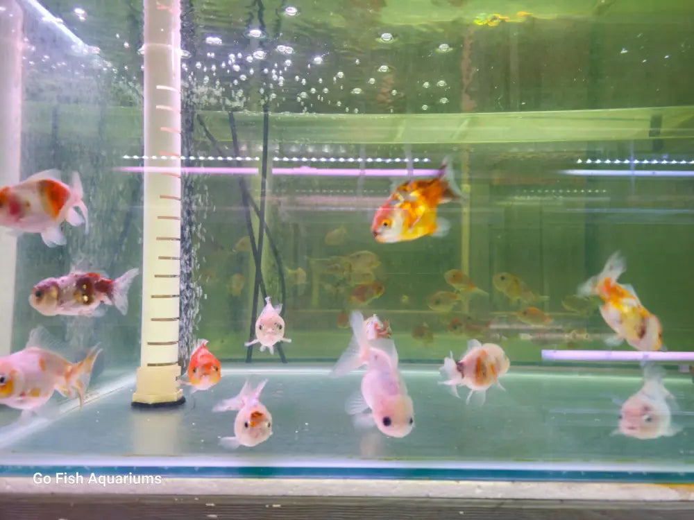 Popular fish aquarium stores near home.
