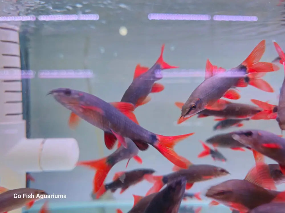 Go Fish for the best fish.