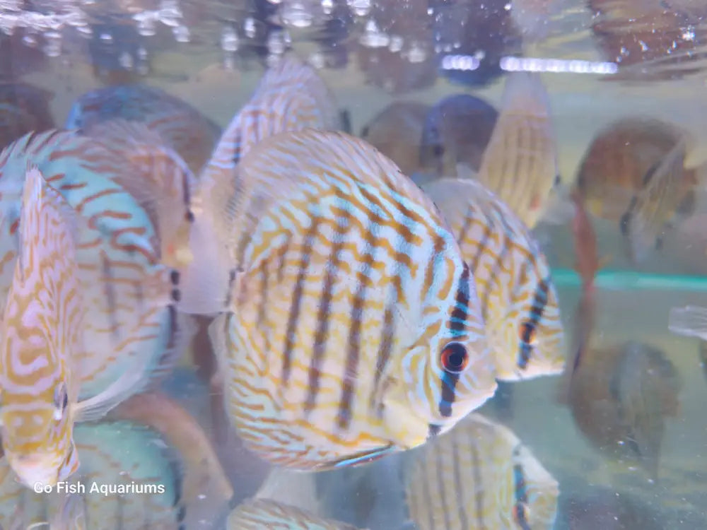 Fresh and lively aquarium fish varieties.