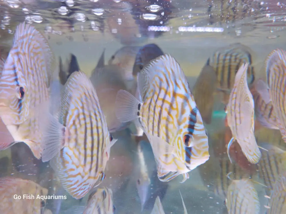 Quality live aquarium fish for sale.