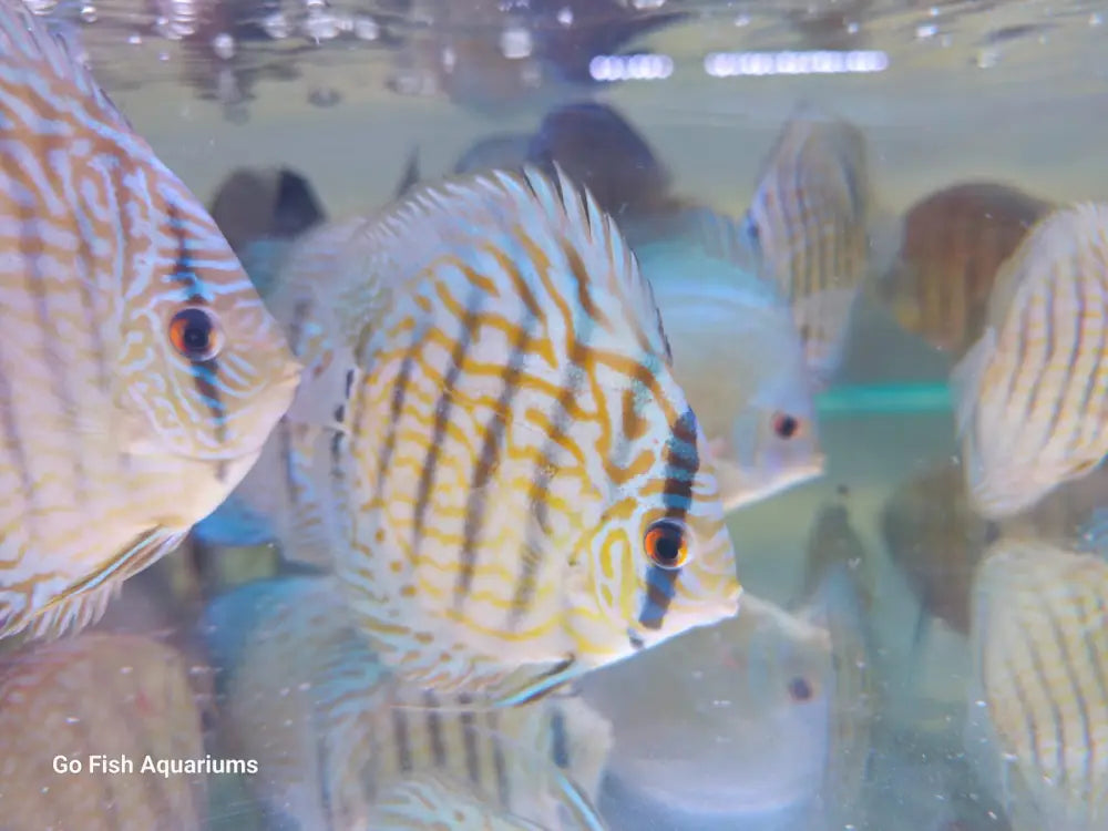 Buy healthy live aquarium fish now.