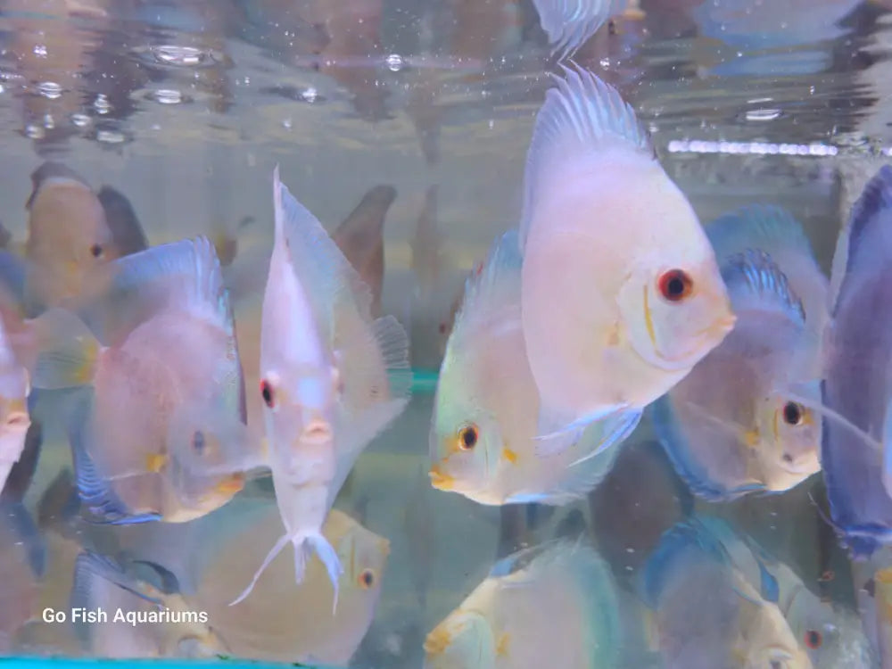 Premium live aquarium fish available now.