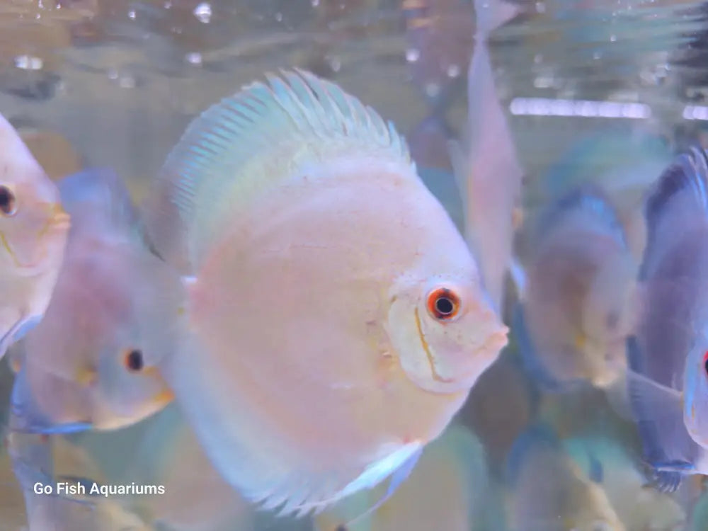 Fresh live aquarium fish delivered fast.