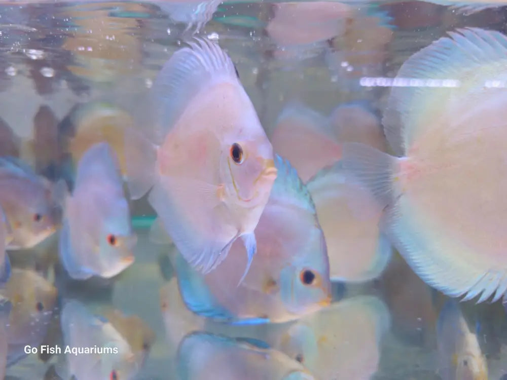 Live aquarium fish from trusted sellers.