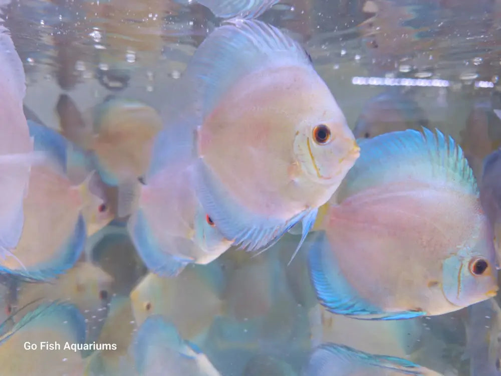 Find live aquarium fish in Australia.