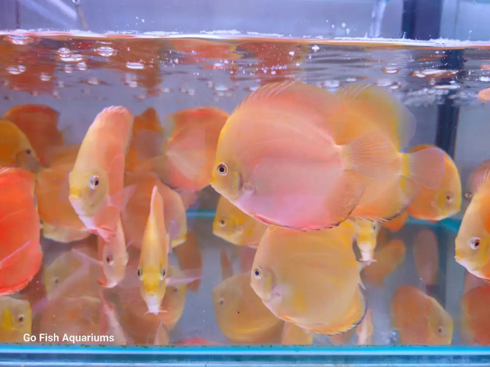 Vibrant live aquarium fish for sale.