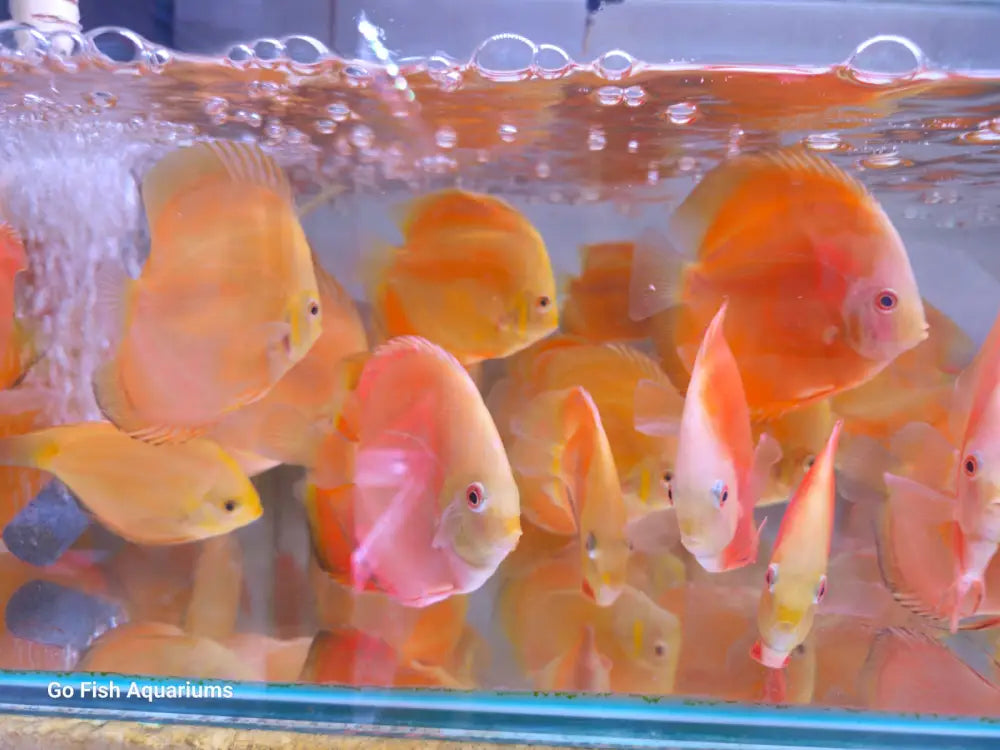 Go Fish makes fish shopping easy.