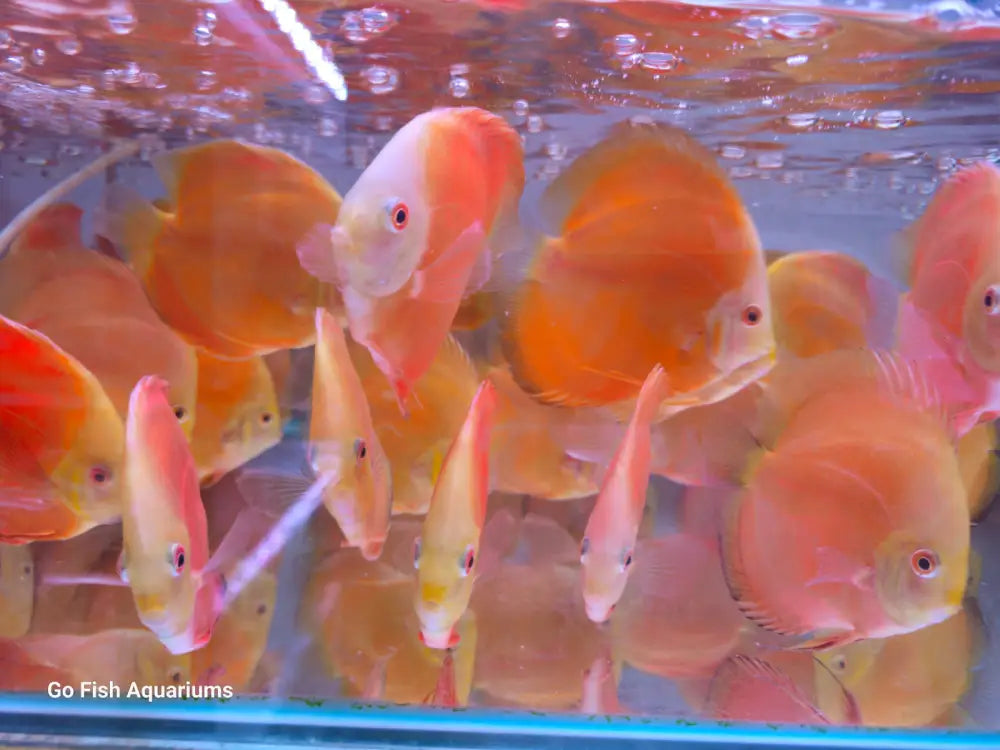 Go Fish: The ultimate fish experience.