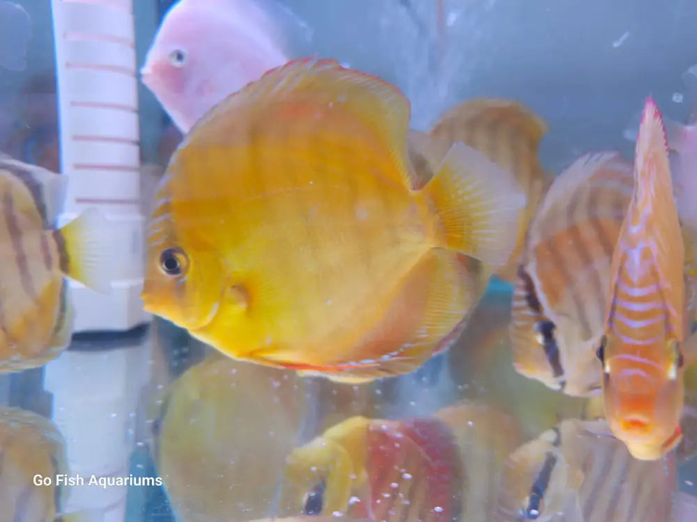 Live aquarium fish for any tank.