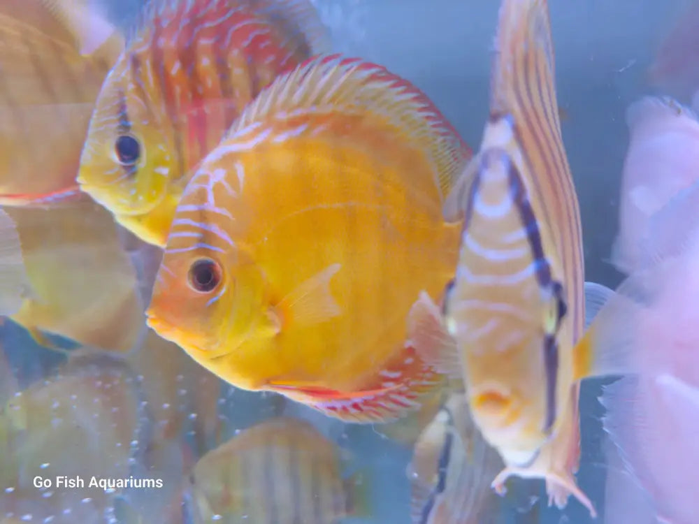 Safe delivery of live aquarium fish.
