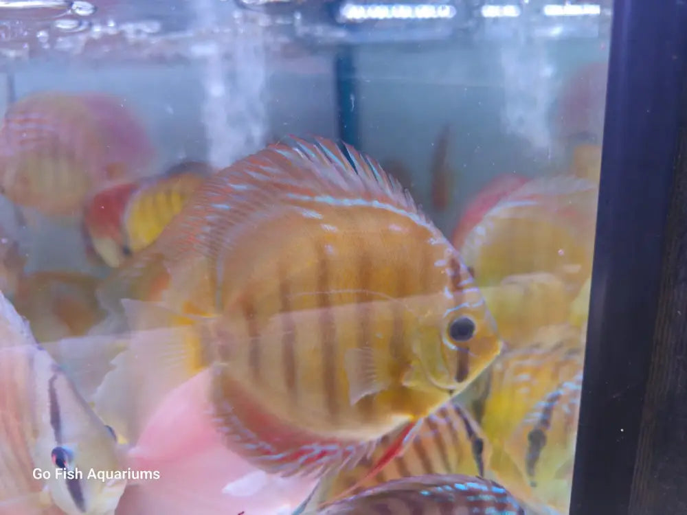 Stunning live aquarium fish for homes.