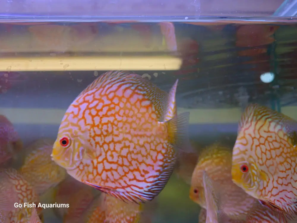Browse live aquarium fish collections online.