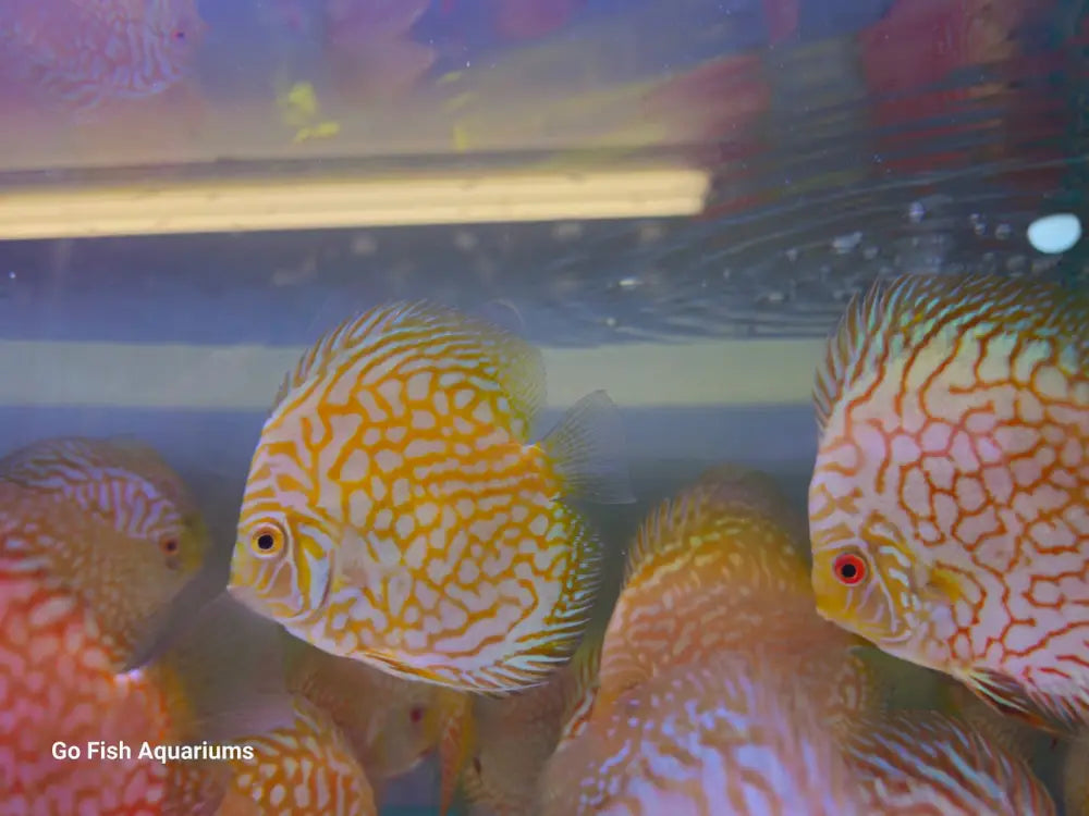 Order live aquarium fish online easily.