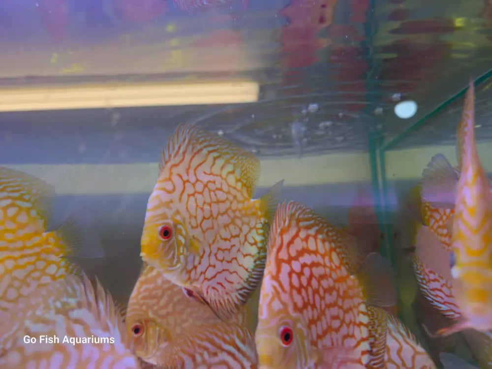 Healthy live aquarium fish shipped safely.