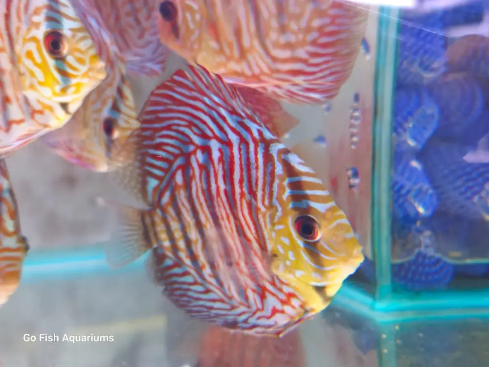 Trusted source for live aquarium fish.