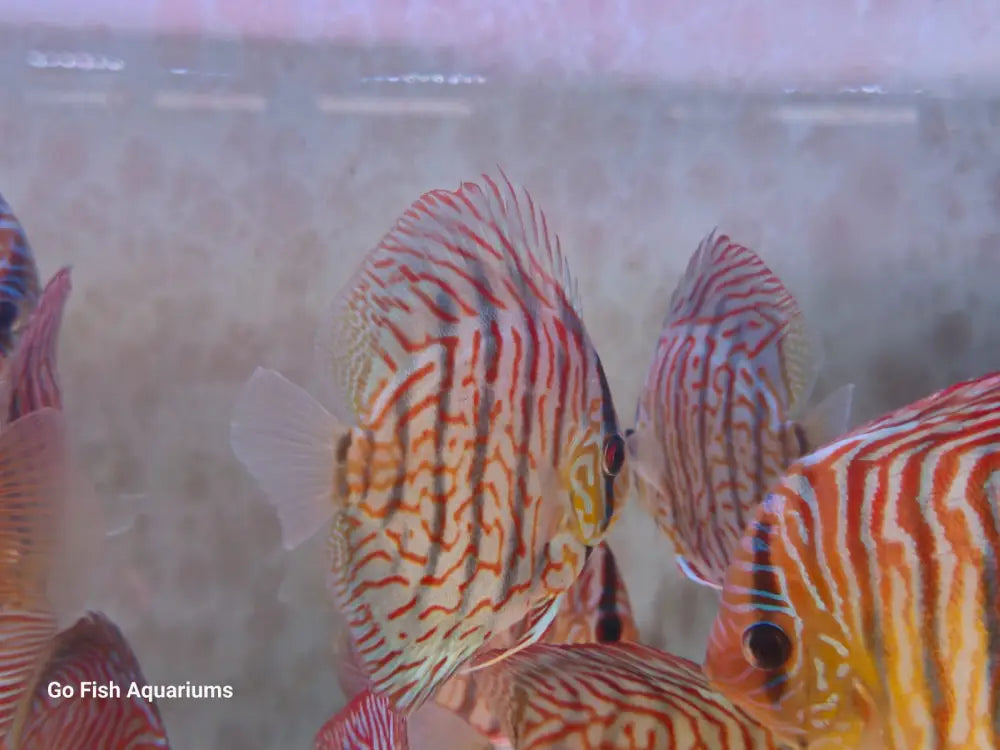 Buy freshwater fish online today.