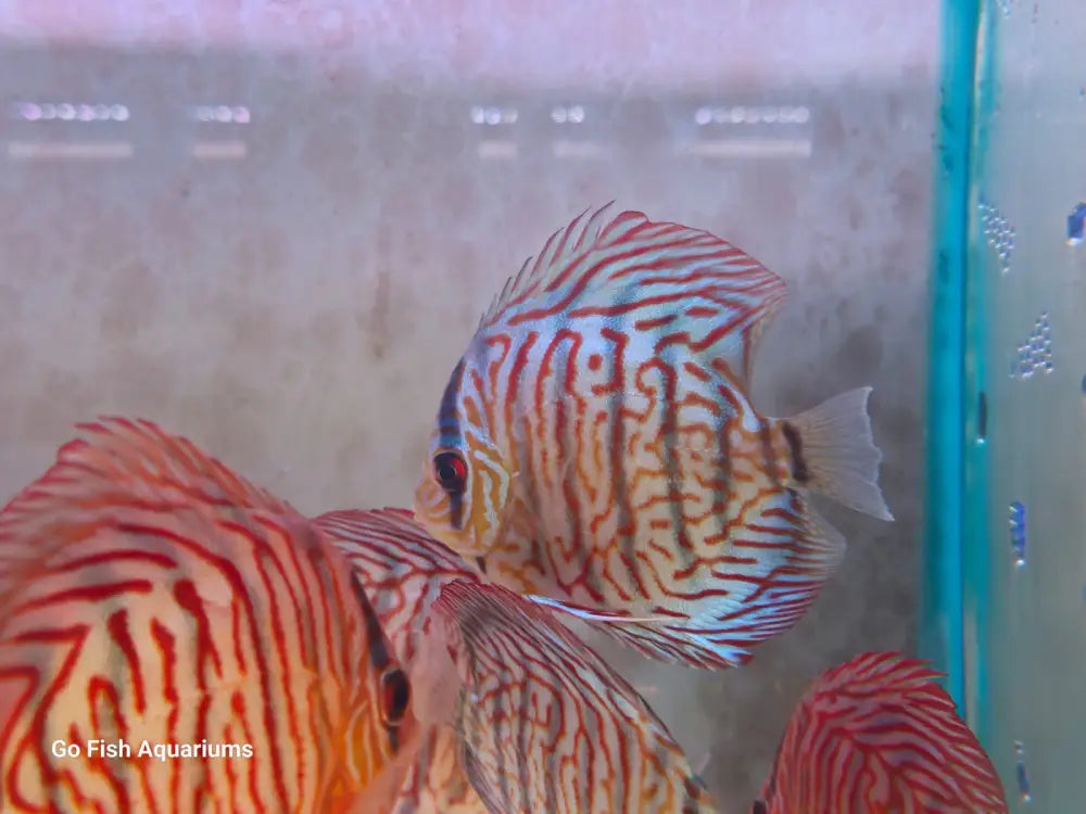 Freshwater fish for sale Australia-wide.
