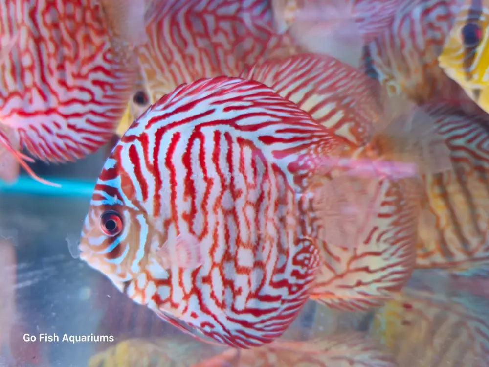 Gorgeous live aquarium fish delivered fast.